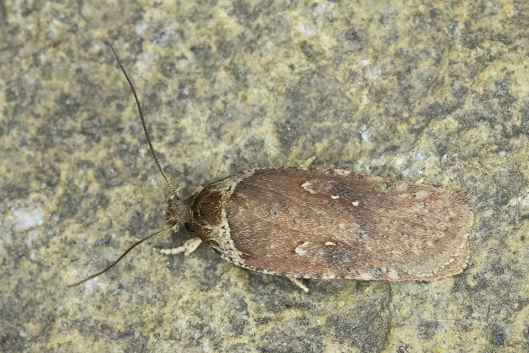 Agonopterix cnicella (Treitschke, 1832) &copy; Steeman Chris