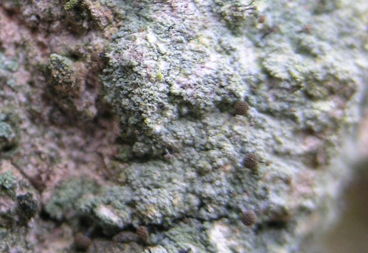 Chaenotheca brunneola, DMS-958 &copy; Erik Arnfred Thomsen