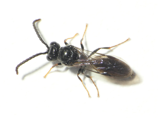 Psenulus concolor (Dahlbom, 1843) &copy; Dick Belgers