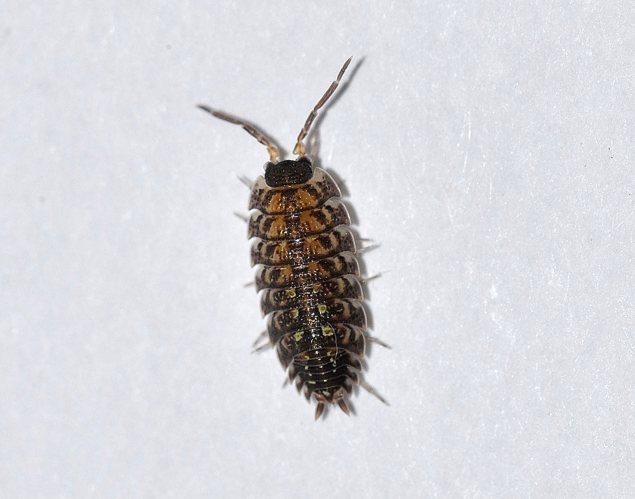 Porcellio spinicornis Say, 1818 &copy; Louis Westgeest