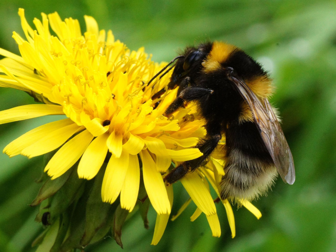 Bombus hortorum (Linnaeus, 1761) &copy; Hans Jonkman