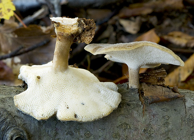 Lentinus brumalis, JHP-07.275 &copy; MycoKey / Jens H. Petersen