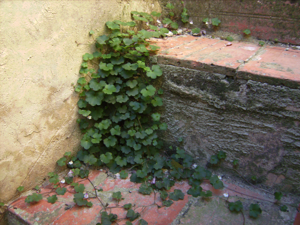 Cymbalaria muralis Selves.JPG © Victor M. Vicente Selvas