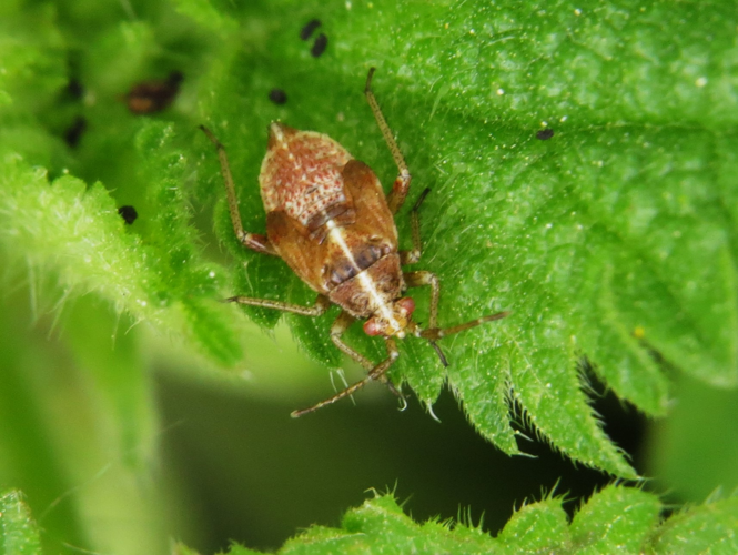 Harpocera thoracica (Fallén, 1807) &copy; Martien van den Heuvel