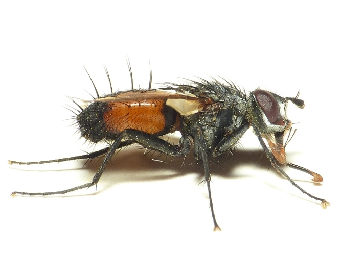 Eriothrix rufomaculata (De Geer, 1776) &copy; Dick Belgers