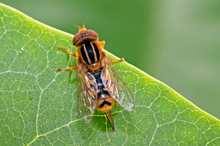Anasimyia lunulata (Meigen, 1822) &copy; John Smit