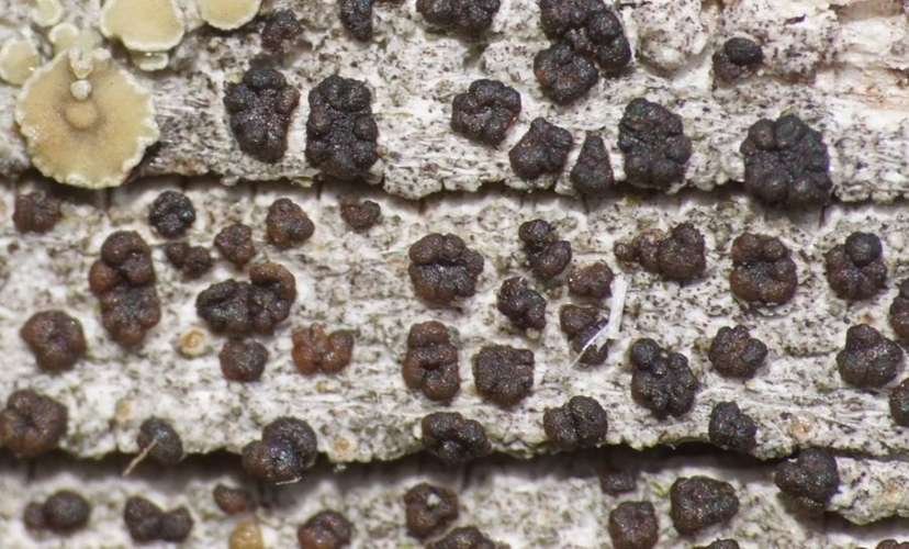 Strangospora pinicola, DMS-703216 &copy; Ole Bidstrup