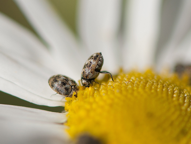 Anthrenus verbasci (Linnaeus, 1767) &copy; Wijnand van Buuren
