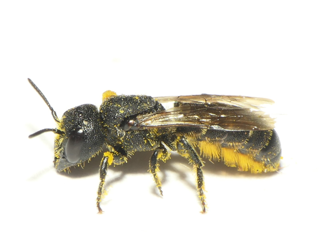 Heriades truncorum (Linnaeus, 1758) &copy; Dick Belgers