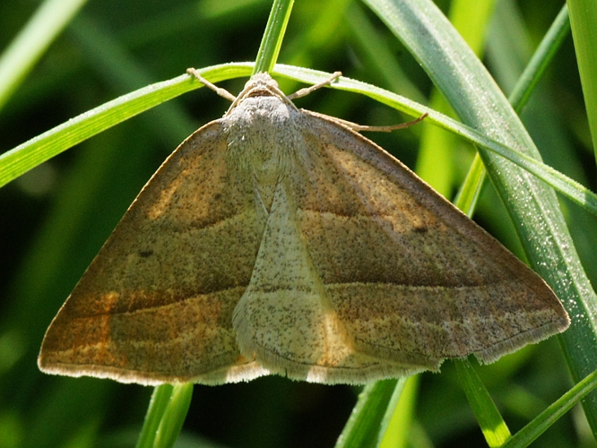 Petrophora chlorosata (Scopoli, 1763) &copy; Hans Jonkman