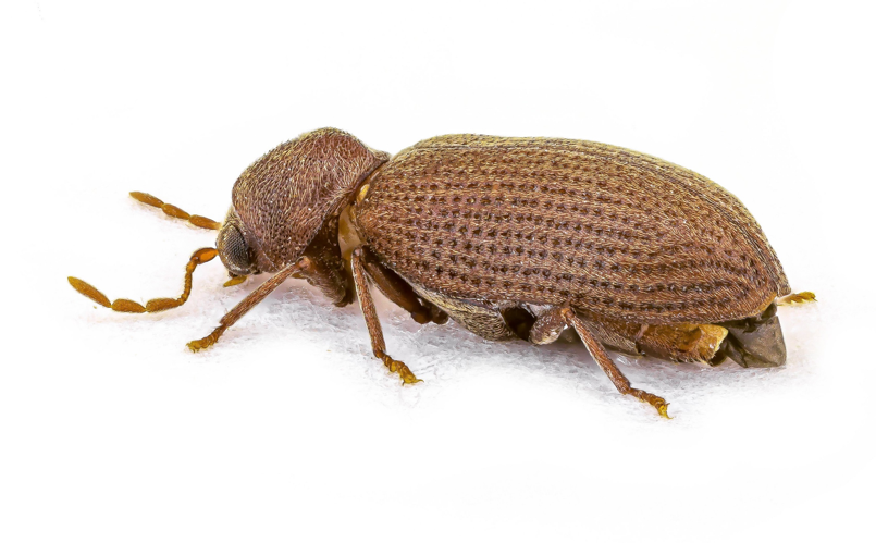 Anobium hederae Ihssen, 1949 &copy; Rik Delhem