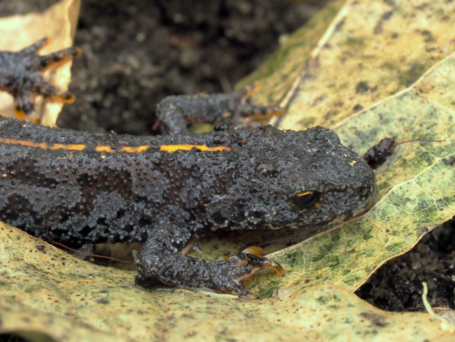 Ichthyosaura alpestris (Laurenti, 1768) &copy; Henk van Woerden