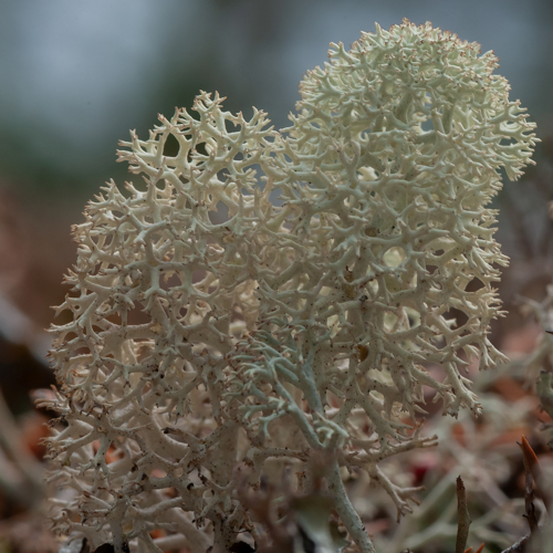 Cladonia stellaris (Opiz) Pouzar & Vězda, 1971 &copy; Wijnand van Buuren