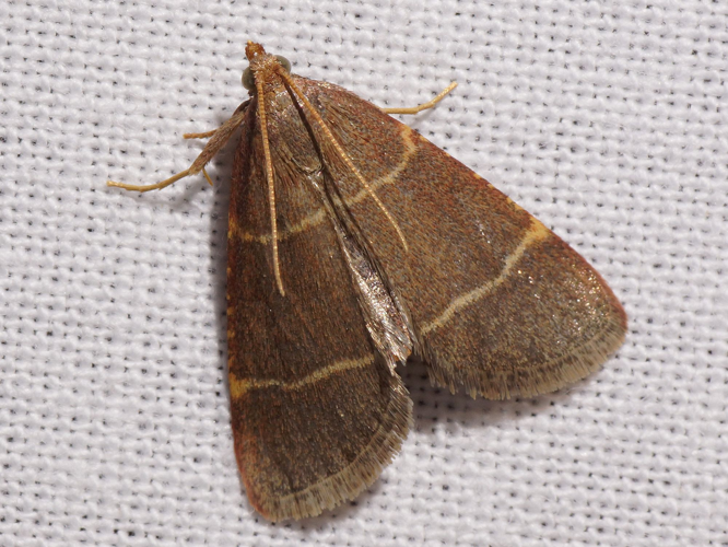 Hypsopygia glaucinalis (Linnaeus, 1758) &copy; Hans Jonkman