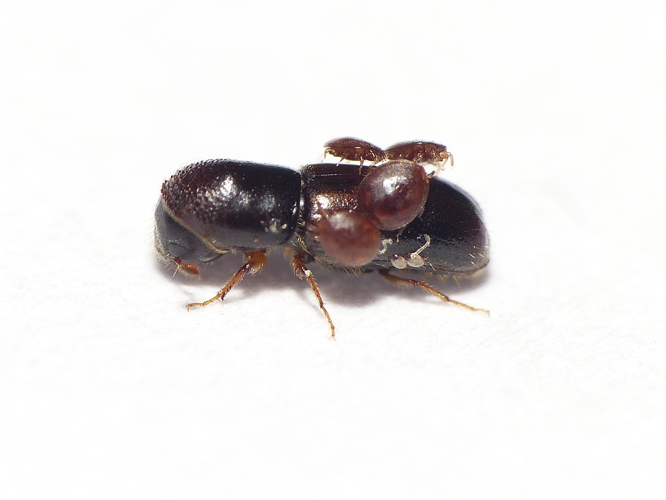 Gnathotrichus materiarius (Fitch, 1858) &copy; Dick Belgers