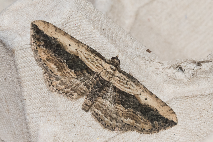 Horisme vitalbata (Denis & Schiffermüller, 1775) &copy; Steeman Chris