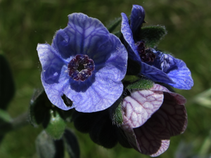Cynoglossum creticum (7328790548).jpg © jacinta lluch valero from madrid * barcelona...., (España-Spain)