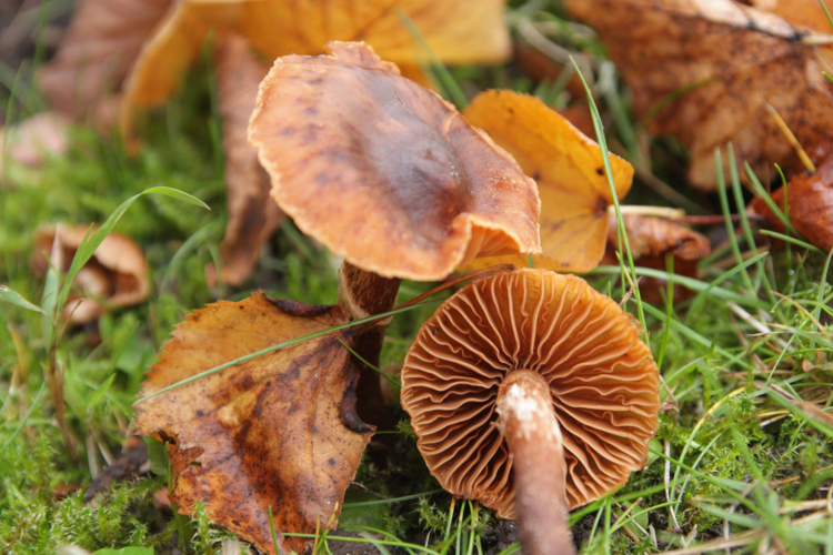 Cortinarius hinnuleus Fr., 1838 &copy; Tjerk Nawijn