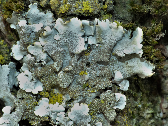 Parmelina tiliacea (Hoffm.) Hale, 1974 &copy; Koen Verhoogt