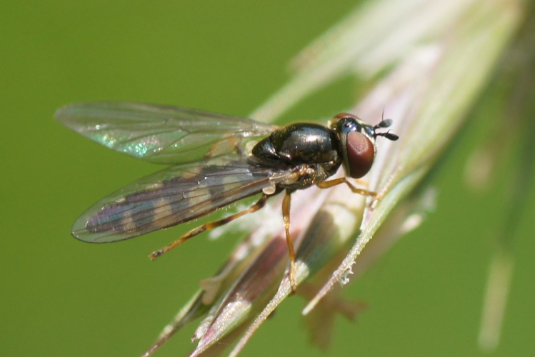 Platycheirus europaeus Goeldlin, Maibach & Speight, 1990 &copy; Thijs de Graaf