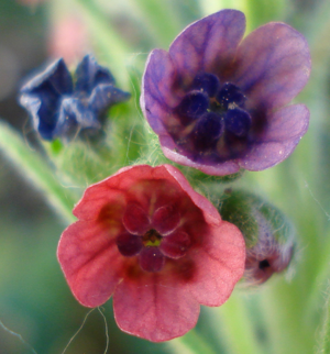 Cynoglossum officinale W.jpg © Fornax
