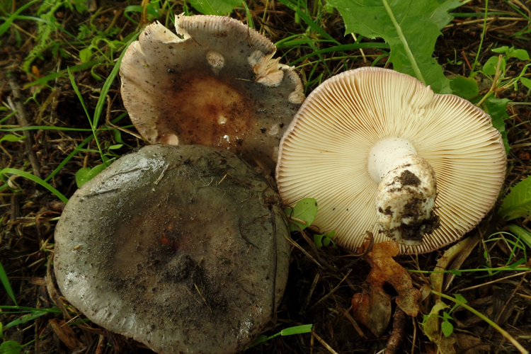 Russula cyanoxantha f. peltereaui Singer, 1925 &copy; Ab Neutel