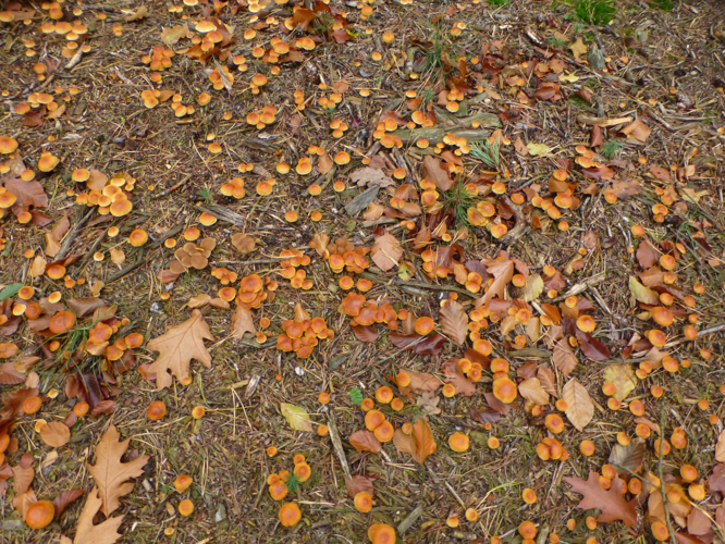 Gymnopilus penetrans (Fr.) Murrill, 1912 &copy; Tjerk Nawijn