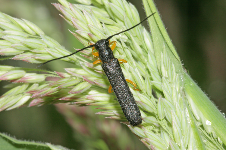 Oberea linearis (Linnaeus, 1758) &copy; Jan Kersten