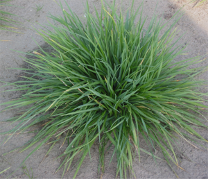 Kamgras (Cynosurus cristatus).jpg © Rasbak