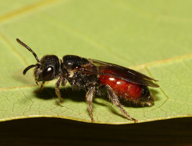 Sphecodes monilicornis (Kirby, 1802) &copy; Dick Belgers