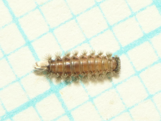 Polyxenus lagurus (Linnaeus, 1758) &copy; Dick Belgers