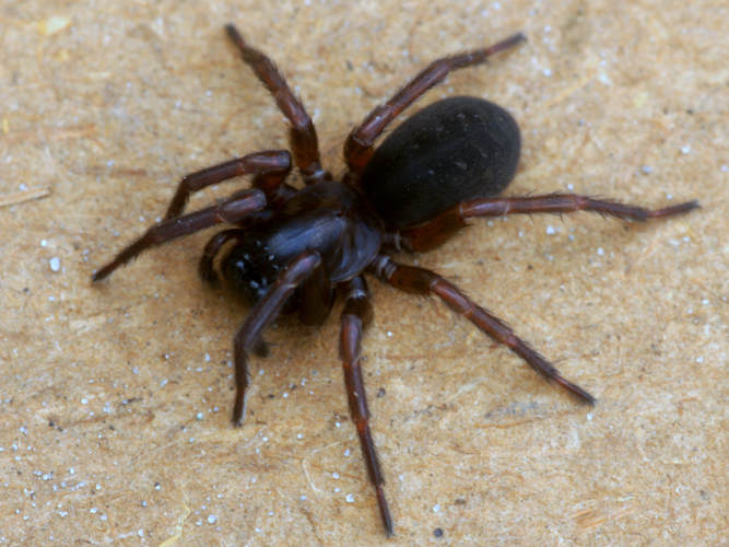 Coelotes terrestris (Wider, 1834) &copy; Henk van Woerden