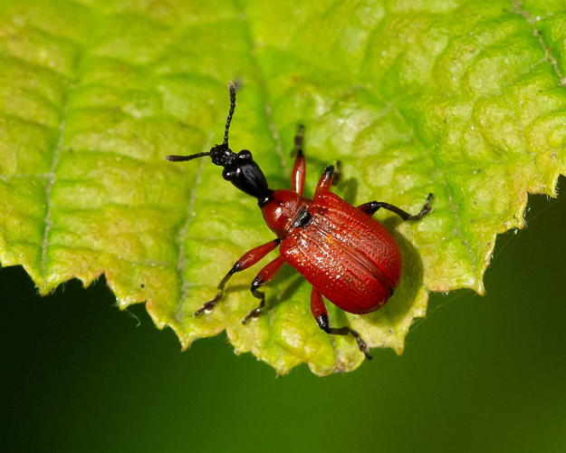 Apoderus coryli (Linnaeus, 1758) &copy; Wijnand van Buuren