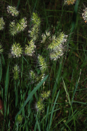 Cynosurus echinatus.jpg © Tigerente