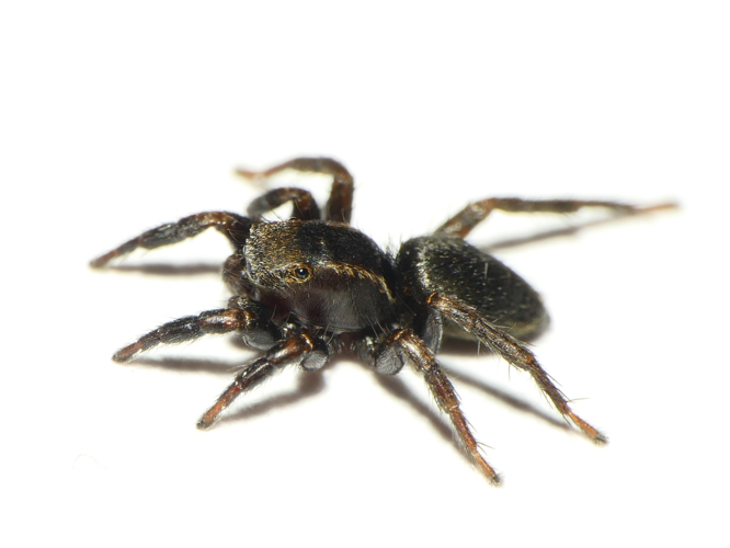 Phlegra fasciata (Hahn, 1826) &copy; Dick Belgers