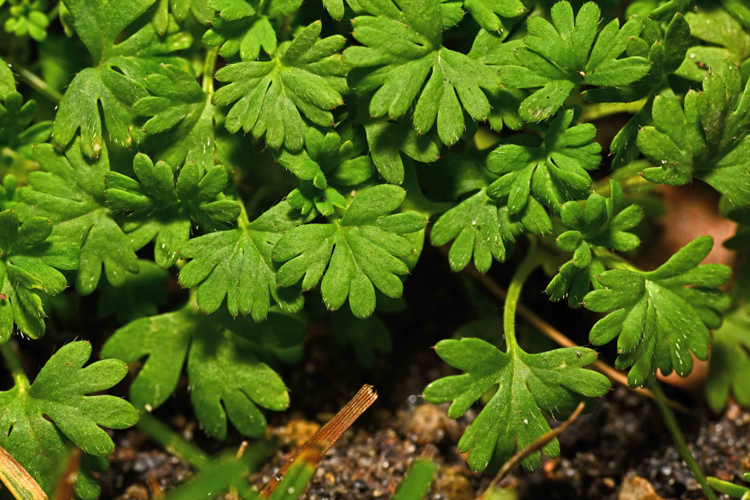Aphanes australis Rydb., 1908 &copy; Bas van Hulst-Kuiper