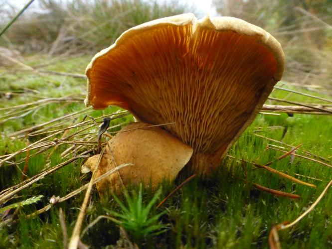 Tapinella panuoides (Fr.) E.-J.Gilbert, 1931 &copy; Tjerk Nawijn