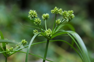 Cyperus eragrostis goldengatepark.jpg © Eric in SF