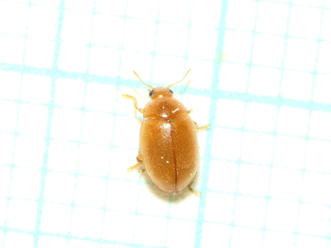 Rhyzobius litura (Fabricius, 1787) &copy; Dick Belgers