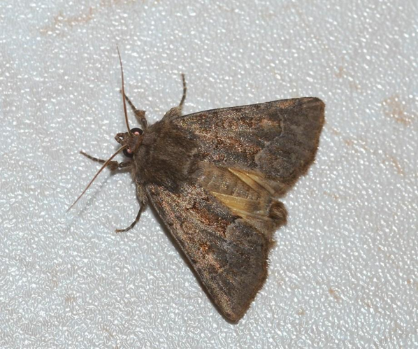 Thalpophila matura (Hufnagel, 1766) &copy; Louis Westgeest