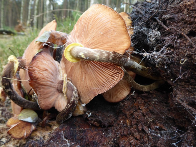 Armillaria mellea (Vahl) P.Kumm., 1871 &copy; Tjerk Nawijn