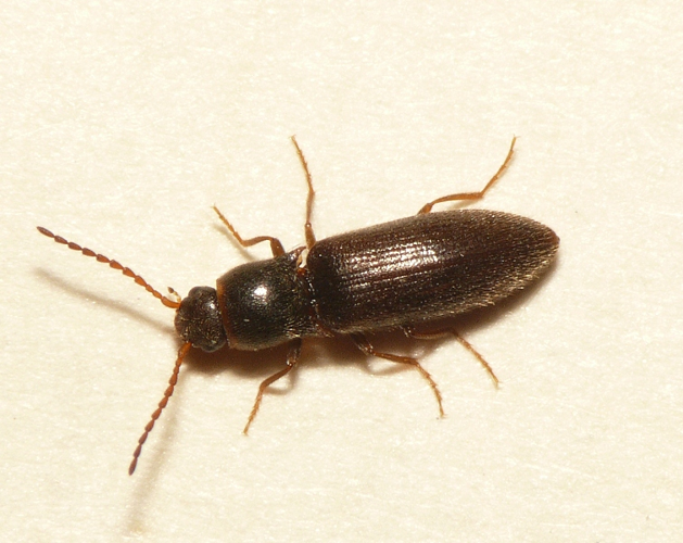 Agriotes acuminatus (Stephens, 1830) &copy; Dick Belgers