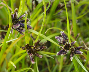 Cyperus Fuscus crop.jpg © User:Fice