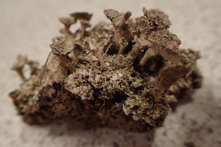 Cladonia pocillum, DMS-10101563 &copy; Michael Straarup Nielsen