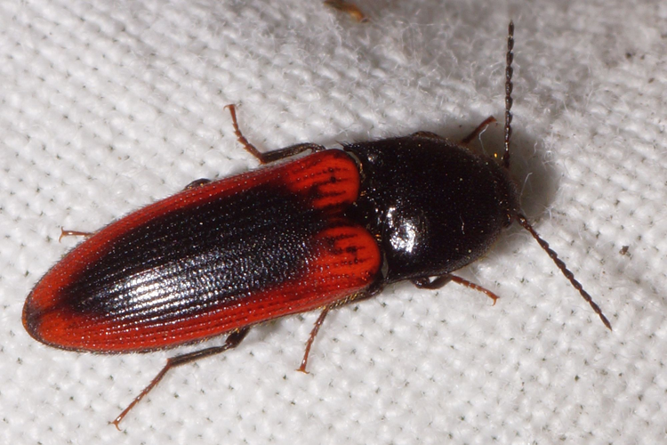 Ampedus sanguinolentus (Schrank, 1776) &copy; Hans Jonkman