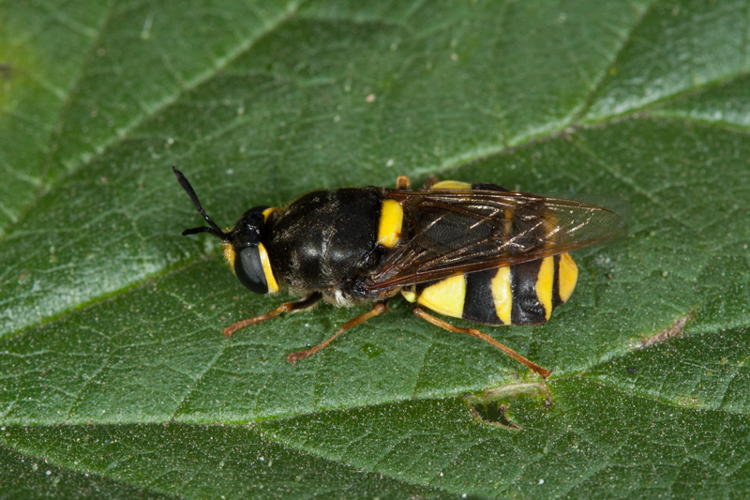 Stratiomys potamida Meigen, 1822 &copy; Sandra Lamberts