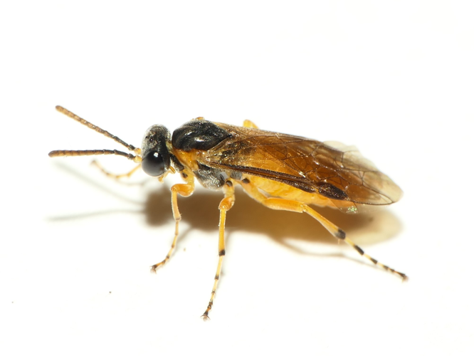 Athalia cordata Audinet-Serville, 1823 &copy; Dick Belgers