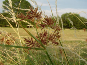 Pradera5.jpg © Ximénez