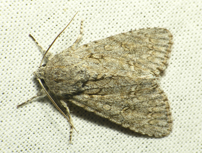 Acronicta aceris (Linnaeus, 1758) &copy; Dick Belgers