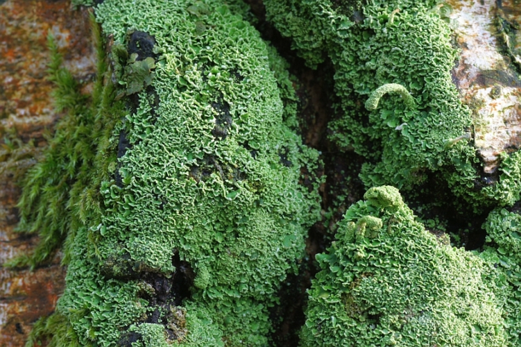 Cladonia fimbriata (L.) Fr., 1831 &copy; Hans Jonkman